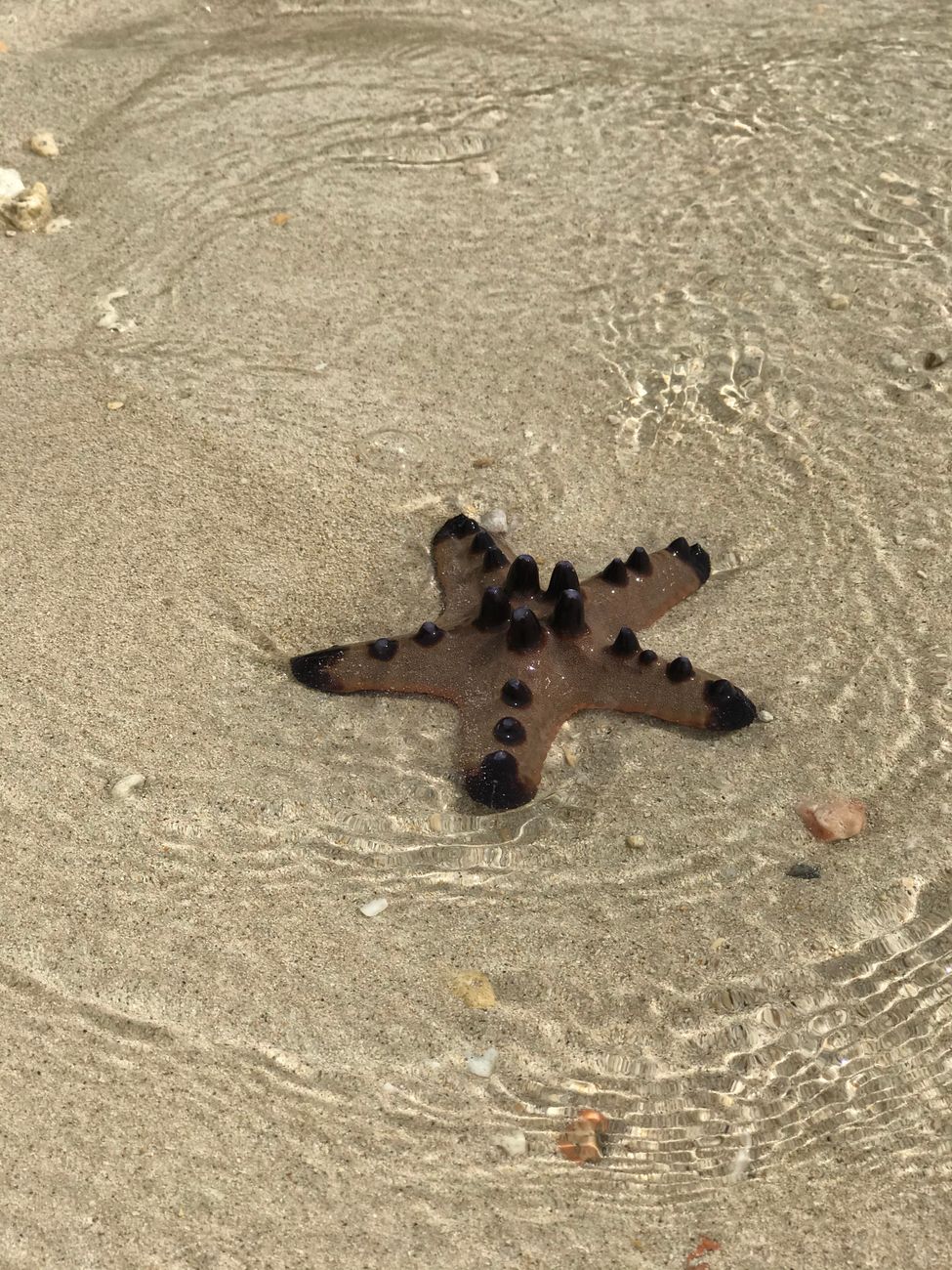 Starfish Beach em Tobago: Tudo o Que Precisa de Saber